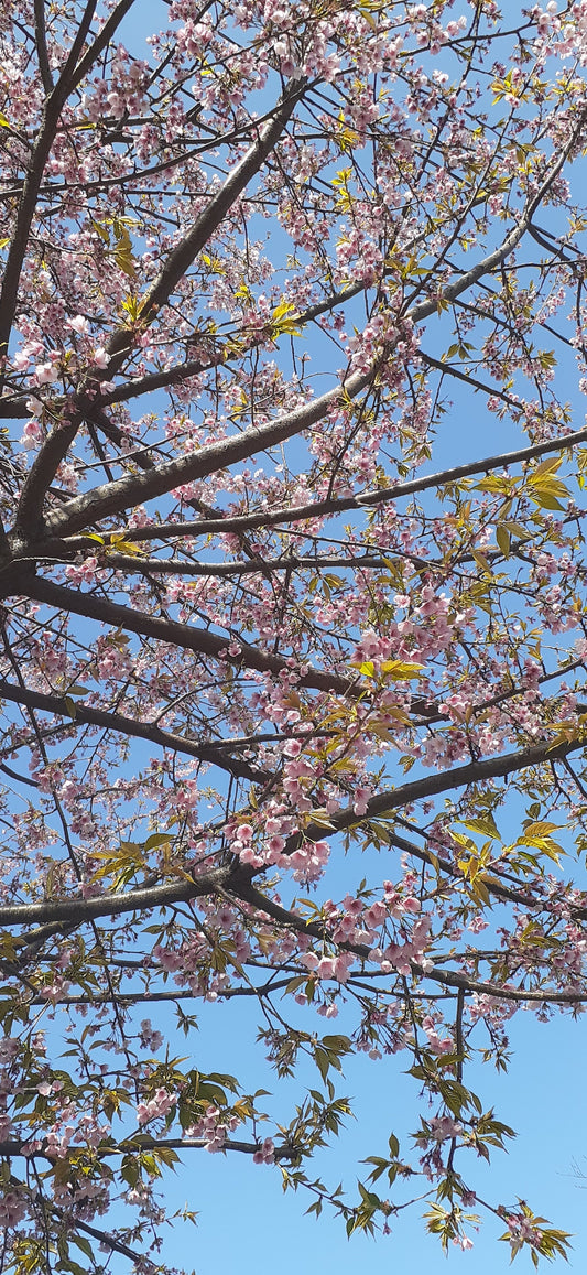 Celebrate Sakura blossoms!!